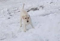 Maddy, a female Labrador Retriever for sale in Grabill, IN – Photo 4 of 10
