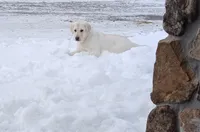 Maddy, a female Labrador Retriever for sale in Grabill, IN – Photo 8 of 10
