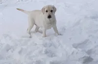 Maddy, a female Labrador Retriever for sale in Grabill, IN – Photo 7 of 10