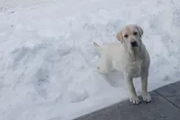 Maddy, a female Labrador Retriever for sale in Grabill, IN – Photo 10 of 10
