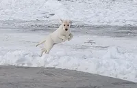 Maddy, a female Labrador Retriever for sale in Grabill, IN – Photo 9 of 10