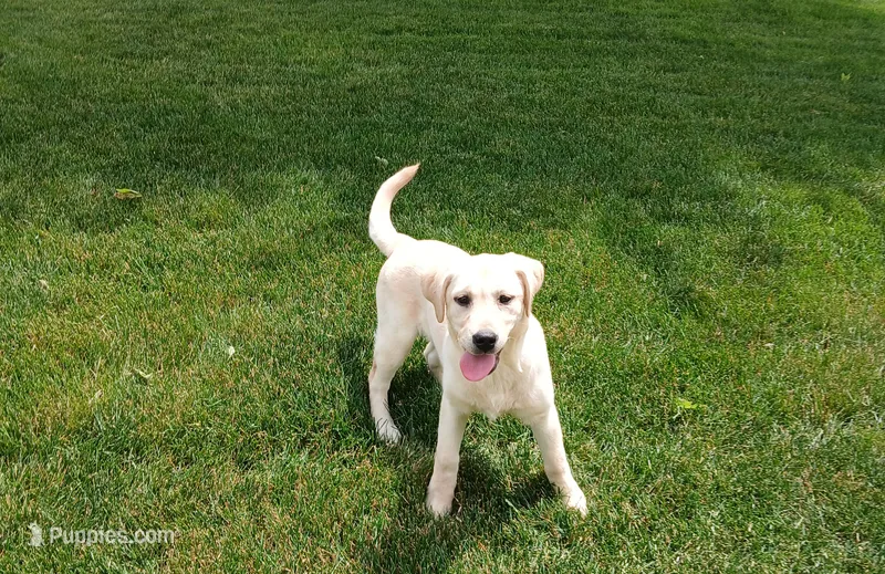 Fern – Labrador Retriever puppy for sale in Grabill, IN