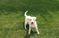 Fern, a female Labrador Retriever for sale in Grabill, IN – 1 of 4