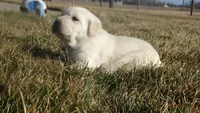 Faith , a female Labrador Retriever for sale in Grabill, IN – Photo 3 of 9