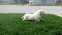 Faith , a female Labrador Retriever for sale in Grabill, IN – Photo 4 of 9