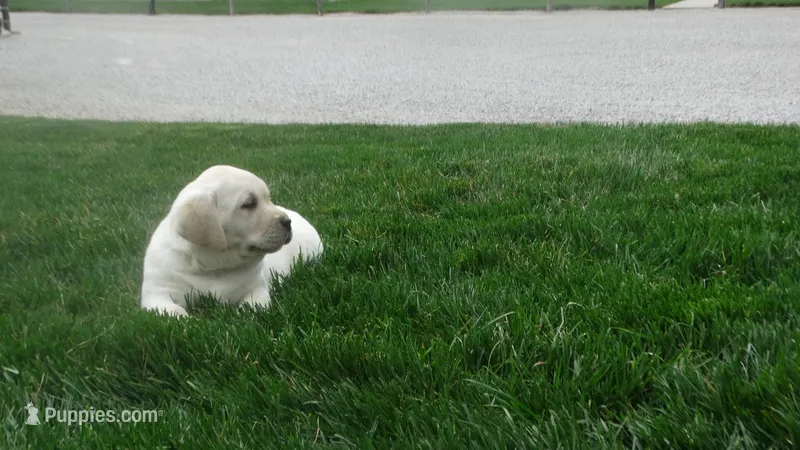 Faith  – Labrador Retriever puppy for sale in Grabill, IN