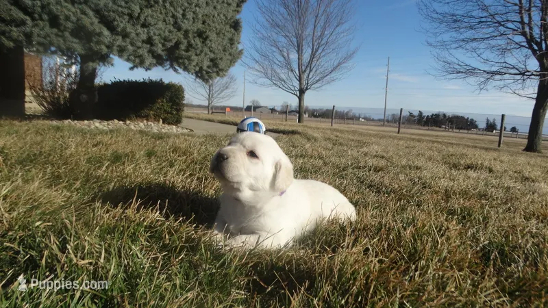 Faith , a female Labrador Retriever for sale in Grabill, IN – Photo 1 of 9