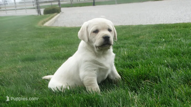 Forest  – Labrador Retriever puppy for sale in Grabill, IN