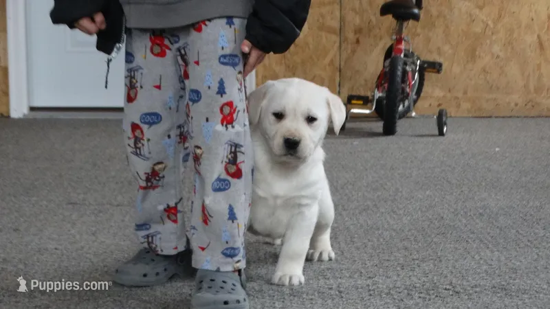 Savannah, a female Labrador Retriever for sale in Grabill, IN – Photo 1 of 7