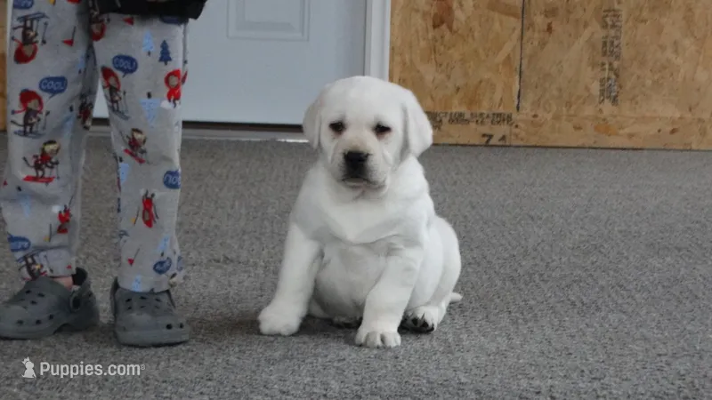 Hazel, a female Labrador Retriever for sale in Grabill, IN – Photo 1 of 10