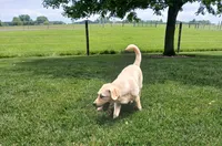 Fern, a female Labrador Retriever for sale in Grabill, IN – 4 of 4
