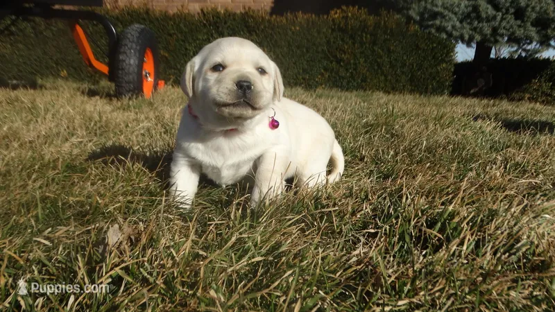 Fern, a female Labrador Retriever for sale in Grabill, IN – Photo 1 of 5