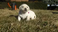 Fern, a female Labrador Retriever for sale in Grabill, IN – Photo 1 of 5