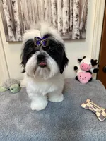 Lucas, a male Shih Tzu for sale in Redding, CA – 3 of 10
