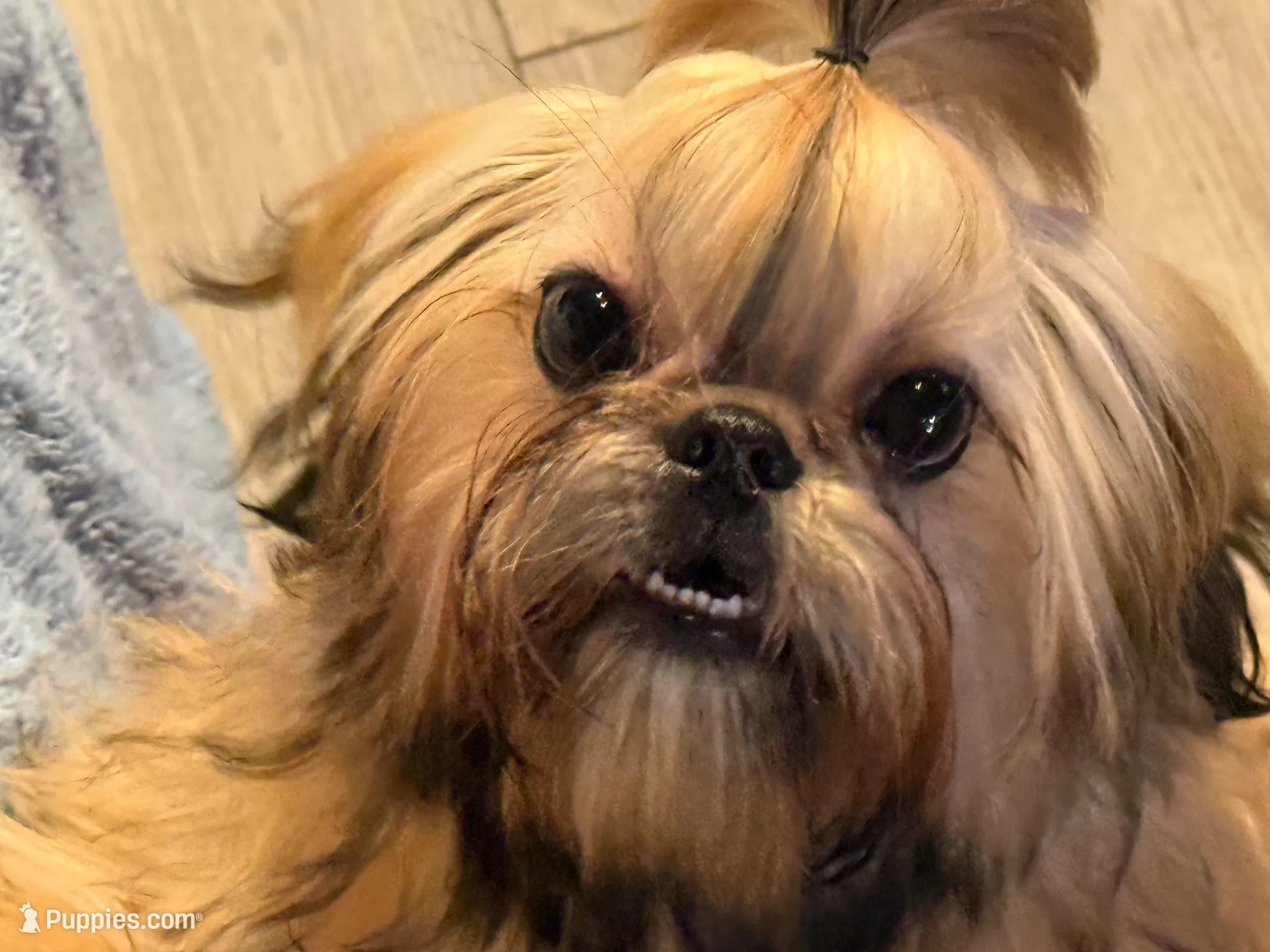 Colt, a male Shih Tzu for sale in Redding, CA – Photo 2 of 4