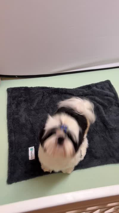 Beau, a male Shih Tzu for sale in Redding, CA – 7 of 10