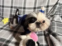 Toby AKC, a male Shih Tzu for sale in Redding, CA – Photo 3 of 10