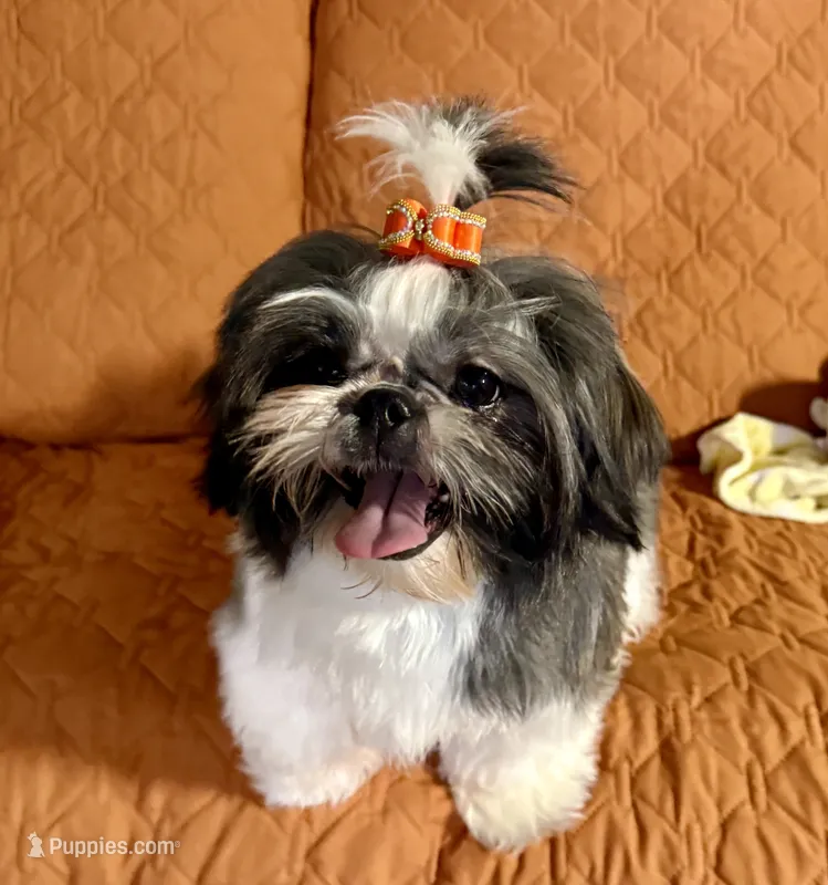 Maisy AKC – Shih Tzu puppy for sale in Redding, CA