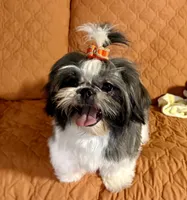 Maisy AKC, a female Shih Tzu for sale in Redding, CA – 9 of 10