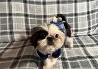 Toby AKC, a male Shih Tzu for sale in Redding, CA – Photo 6 of 10