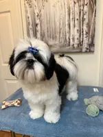 Beau, a male Shih Tzu for sale in Redding, CA – 2 of 10