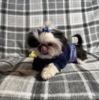 Toby AKC, a male Shih Tzu for sale in Redding, CA – Photo 5 of 10