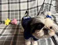 Toby AKC, a male Shih Tzu for sale in Redding, CA – Photo 4 of 10