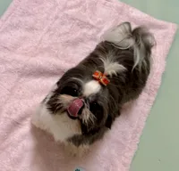 Maisy AKC, a female Shih Tzu for sale in Redding, CA – 5 of 10