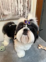 Lucas, a male Shih Tzu for sale in Redding, CA – 6 of 10