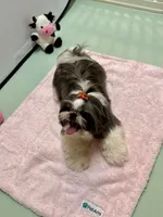Maisy AKC, a female Shih Tzu for sale in Redding, CA – 6 of 10