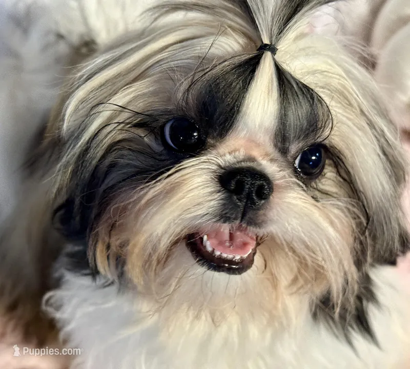 Sasha, a female Shih Tzu for sale in Redding, CA – Photo 1 of 7