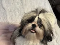 Sasha, a female Shih Tzu for sale in Redding, CA – Photo 2 of 7