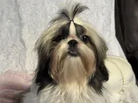 Sasha, a female Shih Tzu for sale in Redding, CA – Photo 4 of 7