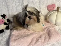 Sasha, a female Shih Tzu for sale in Redding, CA – Photo 3 of 7