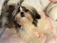 Sasha, a female Shih Tzu for sale in Redding, CA – Photo 6 of 7