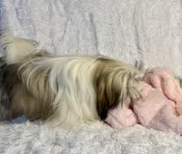 Sasha, a female Shih Tzu for sale in Redding, CA – Photo 5 of 7