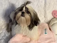 Sasha, a female Shih Tzu for sale in Redding, CA – Photo 7 of 7