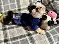 Toby AKC, a male Shih Tzu for sale in Redding, CA – Photo 10 of 10