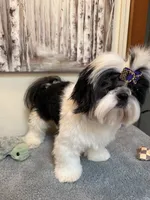 Lucas, a male Shih Tzu for sale in Redding, CA – 5 of 10