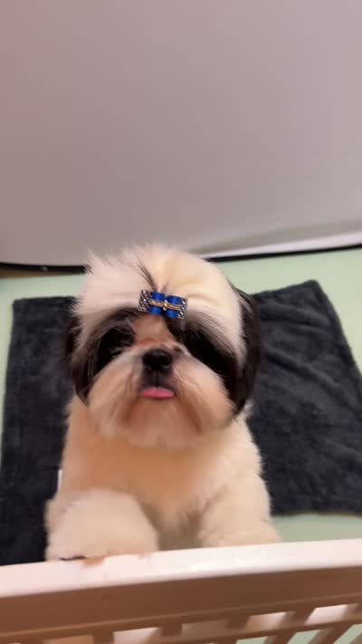 Beau, a male Shih Tzu for sale in Redding, CA – 8 of 10