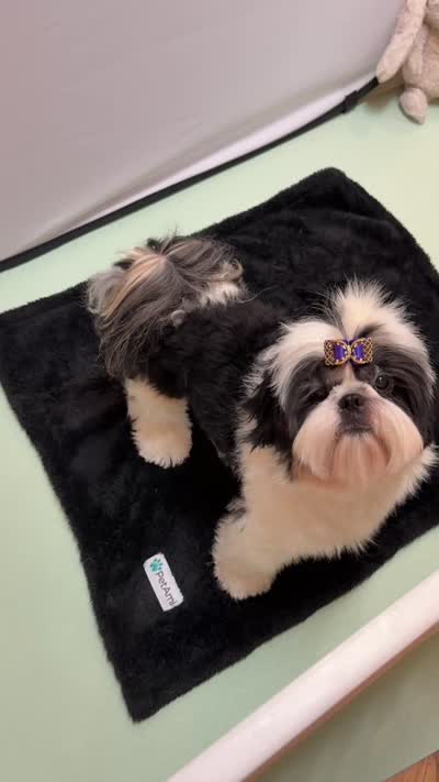 Lucas, a male Shih Tzu for sale in Redding, CA – 9 of 10