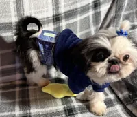 Toby AKC, a male Shih Tzu for sale in Redding, CA – Photo 2 of 10