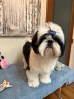 Beau, a male Shih Tzu for sale in Redding, CA – 5 of 10