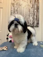 Beau, a male Shih Tzu for sale in Redding, CA – 4 of 10