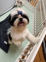 Beau, a male Shih Tzu for sale in Redding, CA – 6 of 10