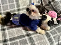 Toby AKC, a male Shih Tzu for sale in Redding, CA – Photo 9 of 10