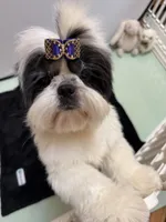 Lucas, a male Shih Tzu for sale in Redding, CA – 2 of 10