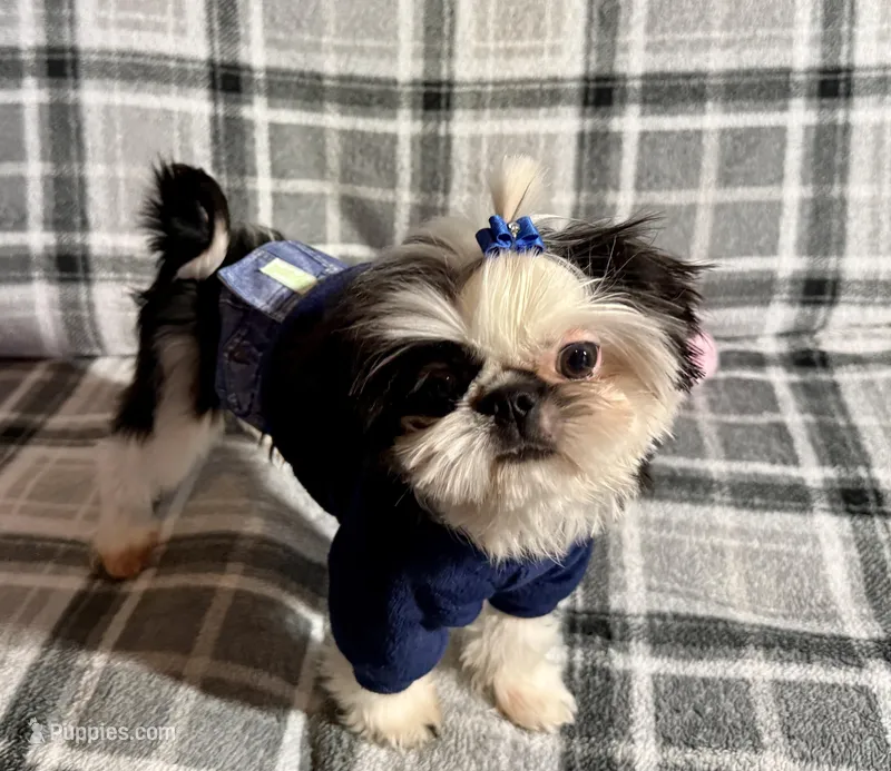 Toby AKC – Shih Tzu puppy for sale in Redding, CA