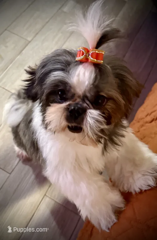 Maisy AKC – Shih Tzu puppy for sale in Redding, CA