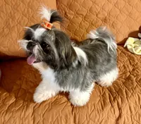 Maisy AKC, a female Shih Tzu for sale in Redding, CA – 7 of 10